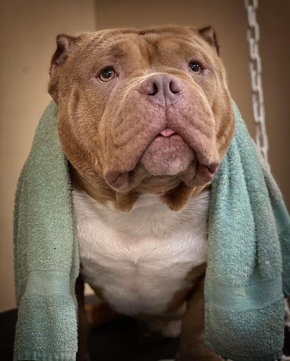 L'élégance Canine Liévin, salon de toilettage sur Groomie.fr et au 6 Rue Edouard Vaillant, 62800 Liévin