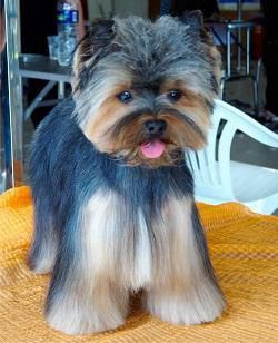Les Chiens De Caroline, salon de toilettage sur Groomie.fr et au 9 Rue Danes de Montardat, 78100 Saint-Germain-en-Laye