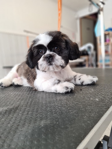 Les Ciseaux Canins, salon de toilettage sur Groomie.fr et au 117 Imp. du Gui, 30900 Nîmes
