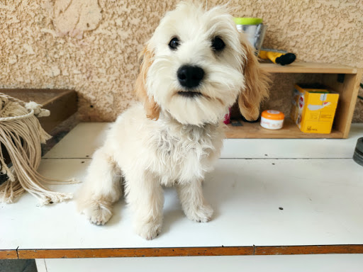Les Compagnons de Sylvia, salon de toilettage sur Groomie.fr et au 117 Rue du Commerce, 1330 Villars-les-Dombes