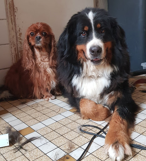 Les chiens chics, salon de toilettage sur Groomie.fr et au 22 Pl. Gambetta, 17390 La Tremblade