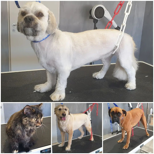 Les p'tites pattes des Amognes, salon de toilettage sur Groomie.fr et au 1 rue du Docteur Franck Bernard, 58270 Saint-Benin-d'Azy
