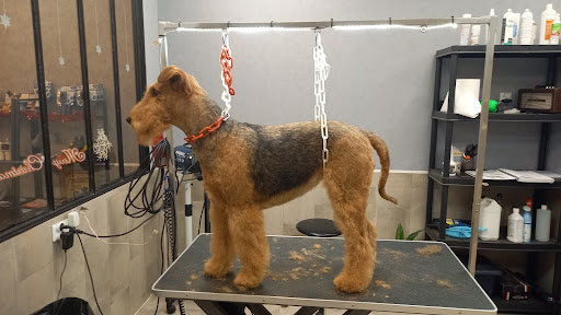 LollyDog, salon de toilettage sur Groomie.fr et au 24 Rue Charles de Gaulle, 7100 Boulieu-lès-Annonay