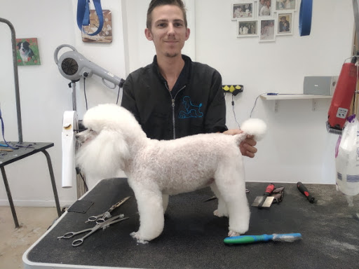Loopy Toilettage canin à domicile, salon de toilettage sur Groomie.fr et au 60 Av. de Bedillières, 34120 Lézignan-la-Cèbe