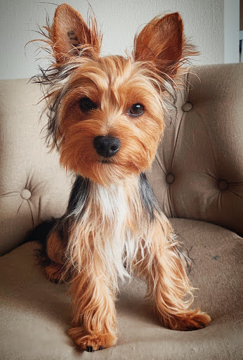 Loulou et compagnie, salon de toilettage sur Groomie.fr et au 29 Rue Foch, 22430 Erquy