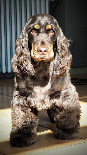 Lovelydogs, salon de toilettage sur Groomie.fr et au 4 Pl. d'Armes, 77115 Sivry-Courtry