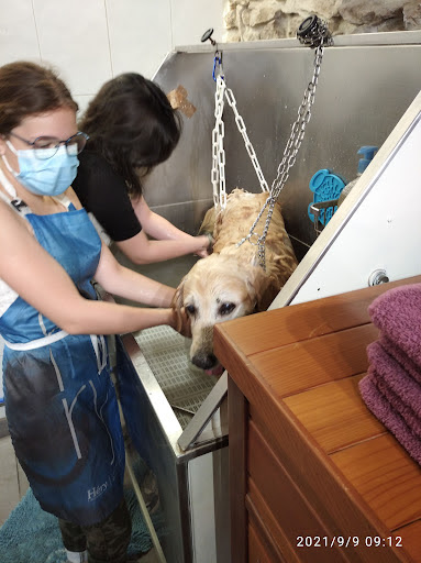 Lucie Toilettage canin, salon de toilettage sur Groomie.fr et au 17 Rue du Moulin, 30540 Milhaud