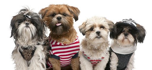 L´Escale Canine, salon de toilettage sur Groomie.fr et au Le, 13 Rue de la Mairie, 29480 Le Relecq-Kerhuon