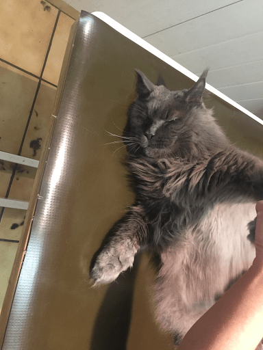 Ma Tou Tou, salon de toilettage sur Groomie.fr et au 6 Rue Chaudron, 75010 Paris