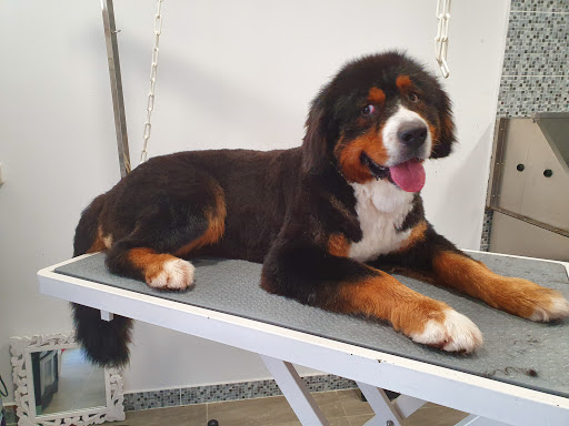 Mathidogs, salon de toilettage sur Groomie.fr et au 7 Rue du Fort, 66480 Le Perthus