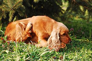 Chien se gratte puces de chiens