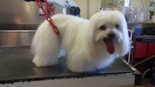 euro canin services Ollioules, salon de toilettage sur Groomie.fr et au 1851 Rte de Sanary, 83190 Ollioules
