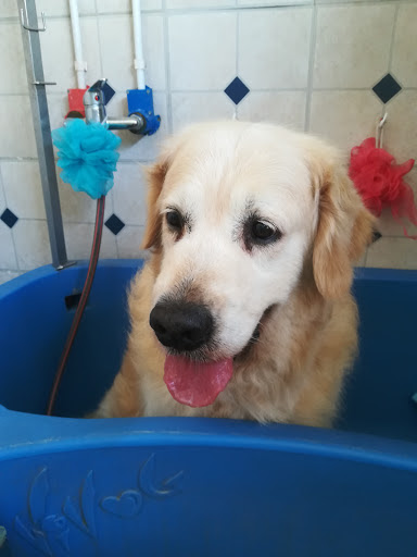 l'Institut du chien a domicile, salon de toilettage sur Groomie.fr et au , 83700 Saint-Raphaël