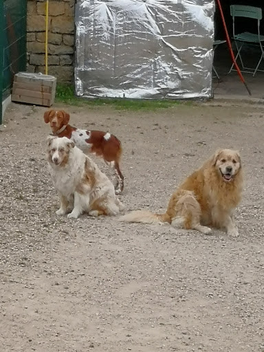Esthéti'chien/vacances, salon de toilettage sur Groomie.fr et au 5 Ham. de la Bergerie, 21500 Fresnes