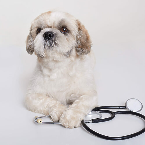 Pekingese dog with stethoscope isolated over white background, domestic animal in veterinary clinic lying on table, having sad look, pet at vet's appointment.